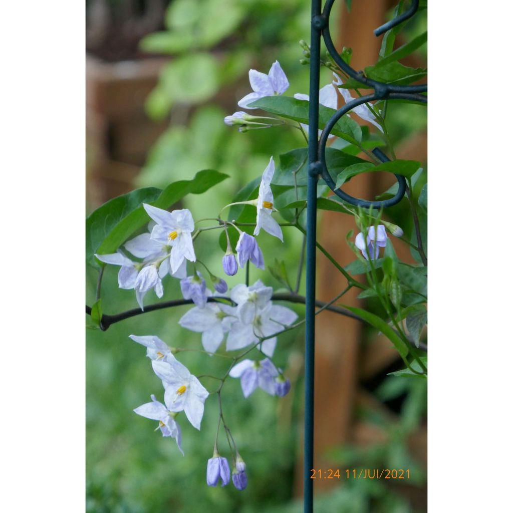 Solanum jasminoides Blue - Jasminblütige Nachtschatten