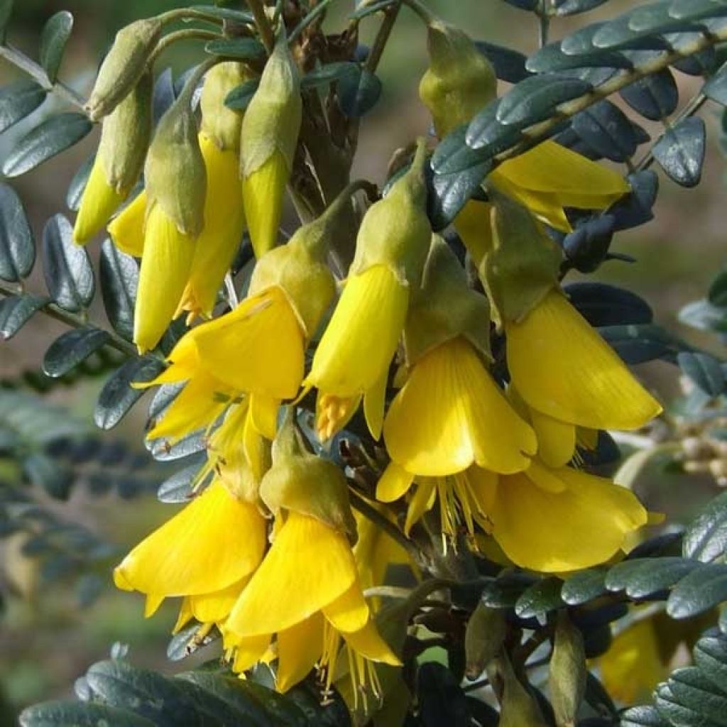 Sophora microphylla Sun King - Feinblättriger Schnurbaum