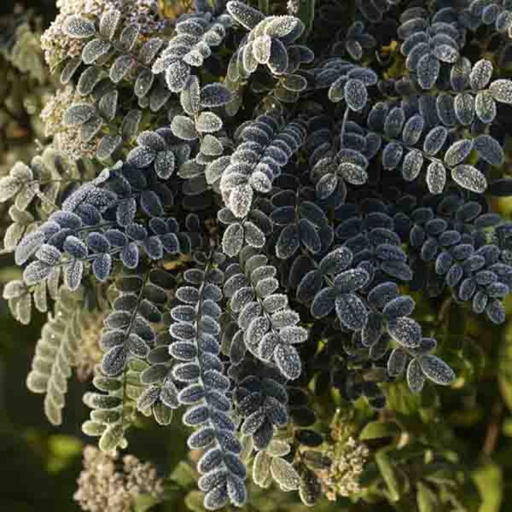 Sophora microphylla SUN KING (R) Hilsop