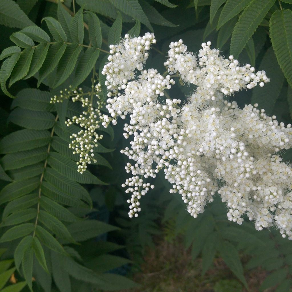 Sibirische Fiederspiere - Sorbaria sorbifolia