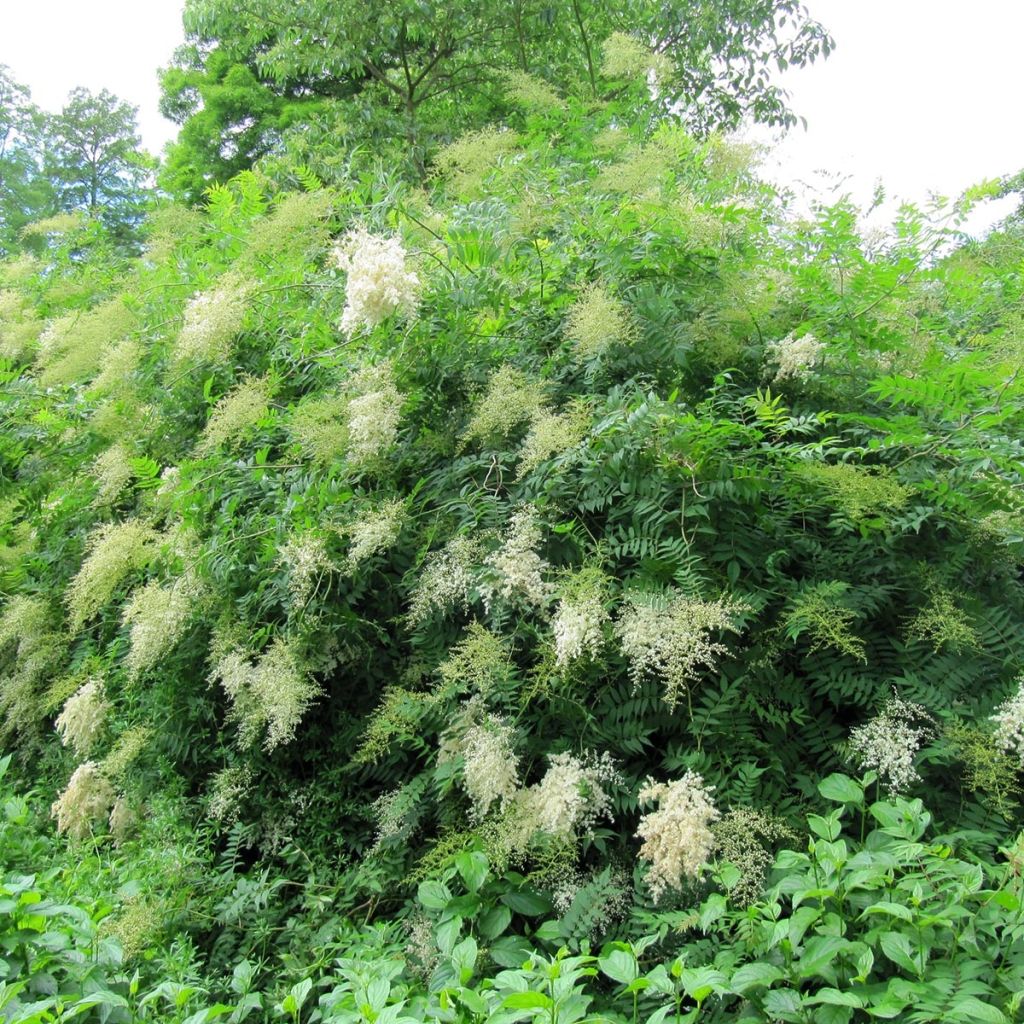 Sibirische Fiederspiere - Sorbaria sorbifolia