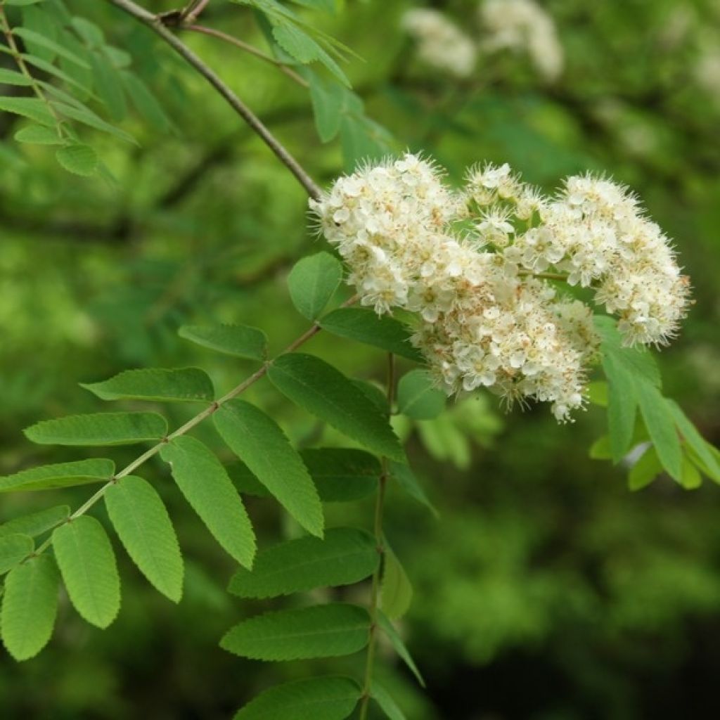 Vogelbeere - Sorbus aucuparia