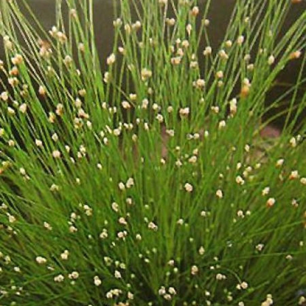 Scirpus cernuus Fiber Optic Grass - Souchet penché