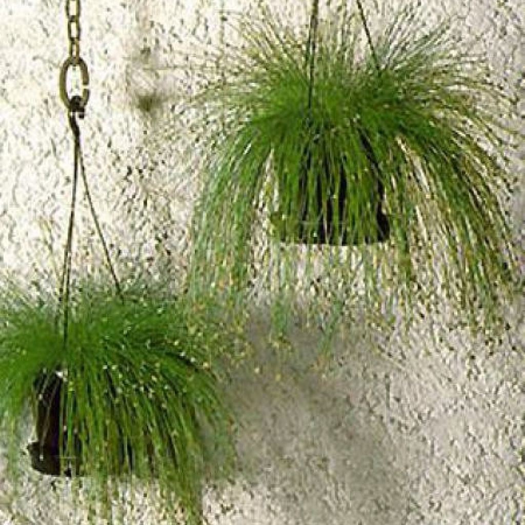 Scirpus cernuus Fiber Optic Grass - Frauenhaargras