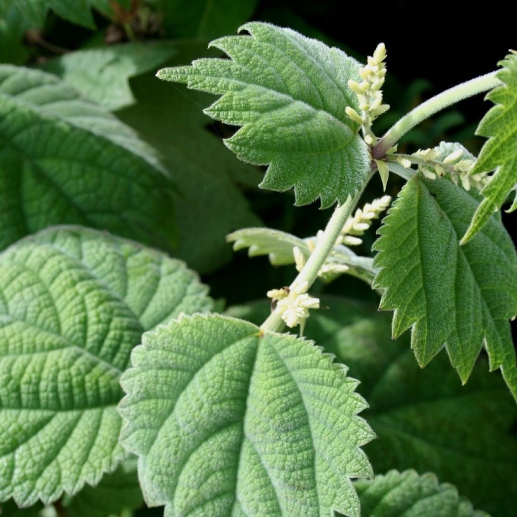 Boehmeria platanifolia - Chinagras