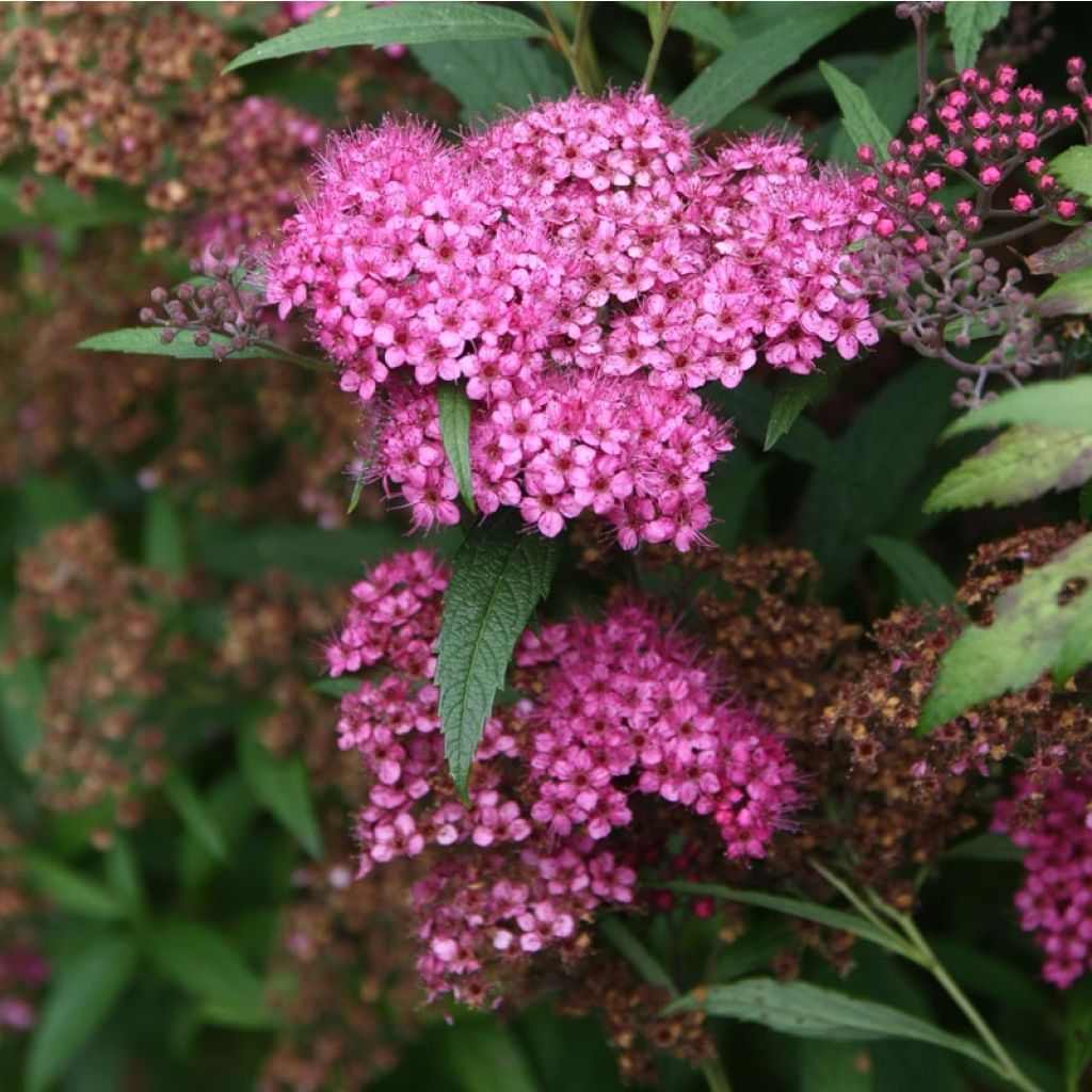 Rote Sommerspiere Anthony Waterer - Spiraea japonica