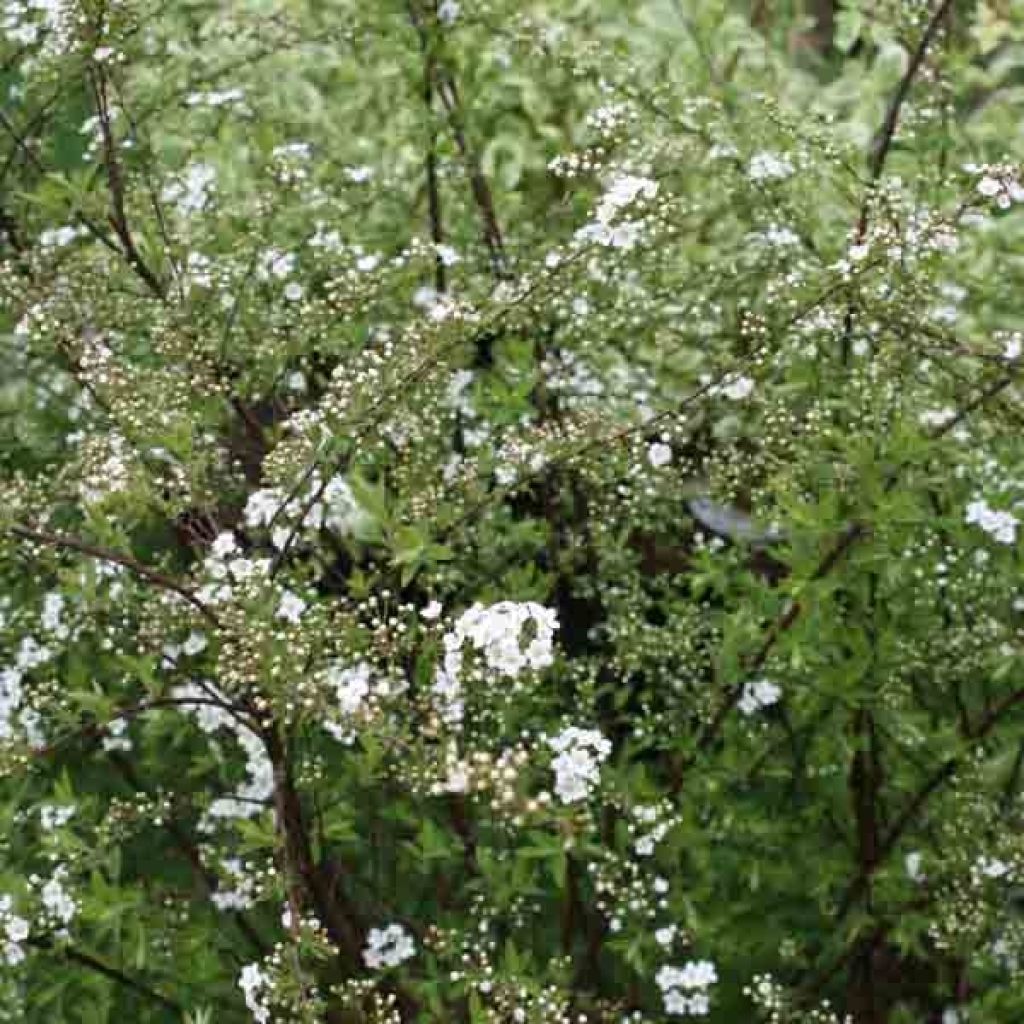 Weiße Rispenspiere Graciosa - Spiraea cinerea