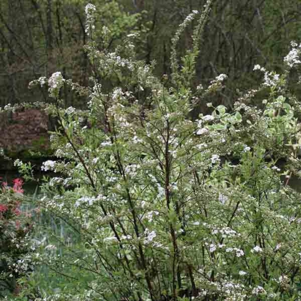 Weiße Rispenspiere Graciosa - Spiraea cinerea