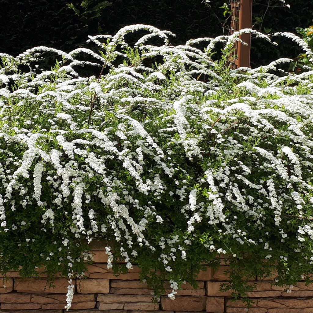 Weiße Rispenspiere Grefsheim - Spiraea cinerea