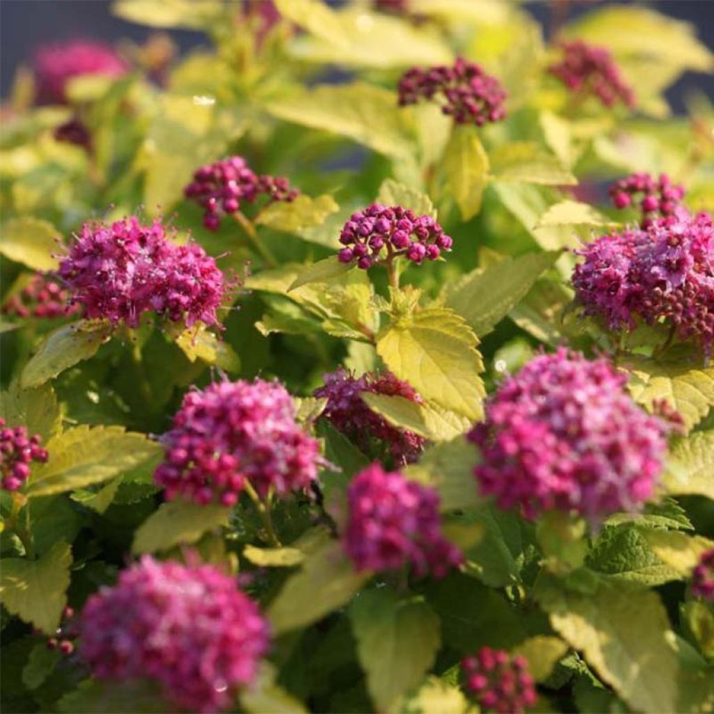 Sommerspiere Double Play Gold - Spiraea japonica