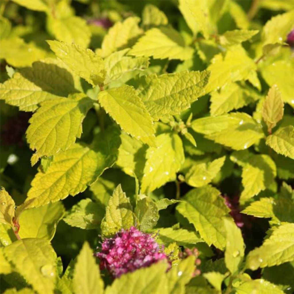 Sommerspiere Double Play Gold - Spiraea japonica