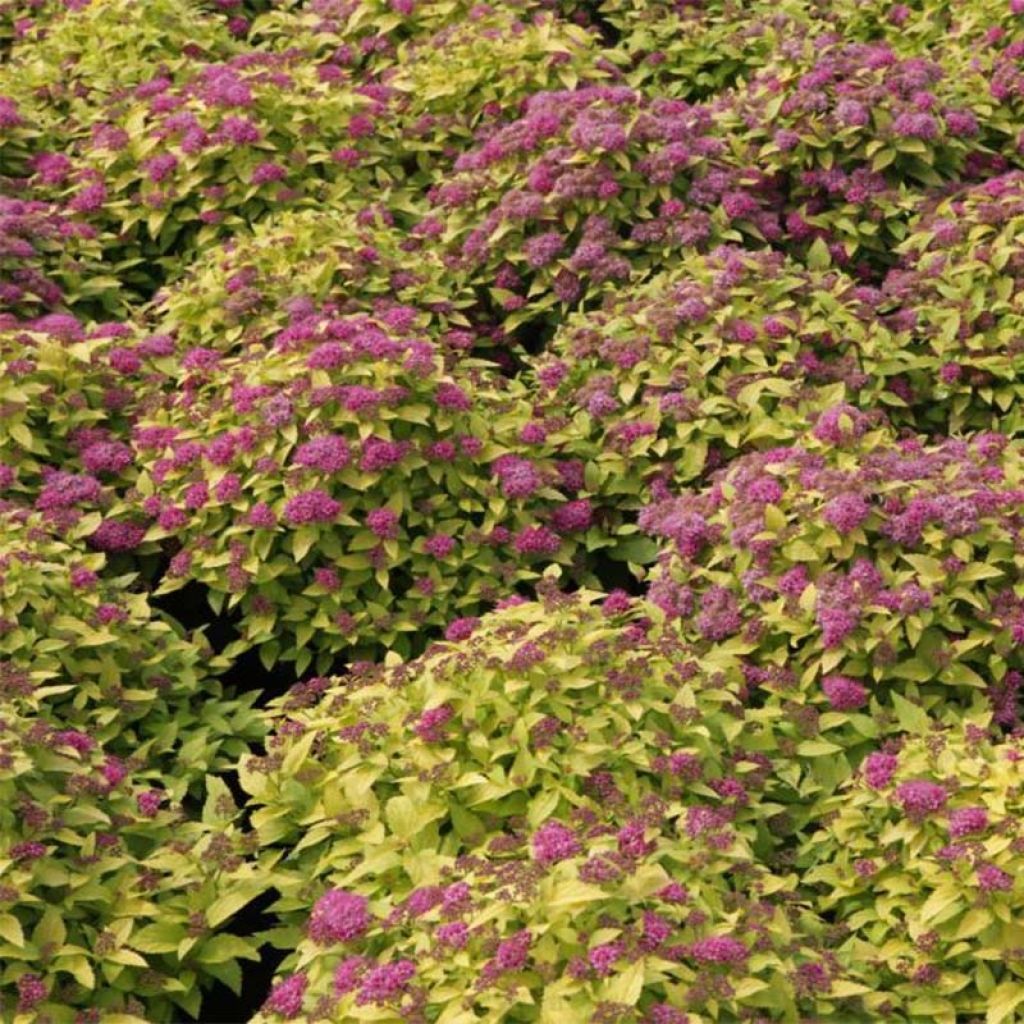 Sommerspiere Double Play Gold - Spiraea japonica