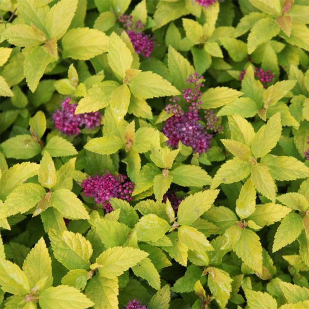 Sommerspiere Double Play Gold - Spiraea japonica