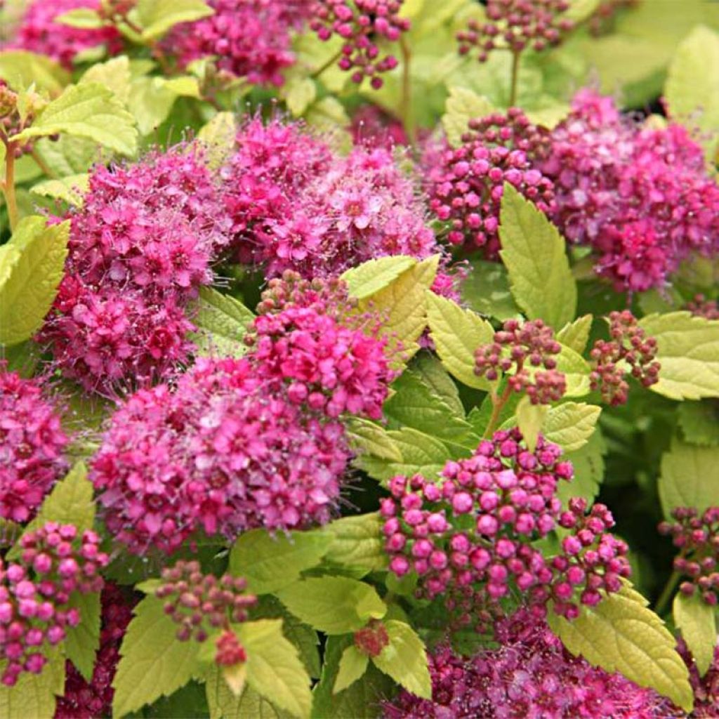 Sommerspiere Double Play Gold - Spiraea japonica