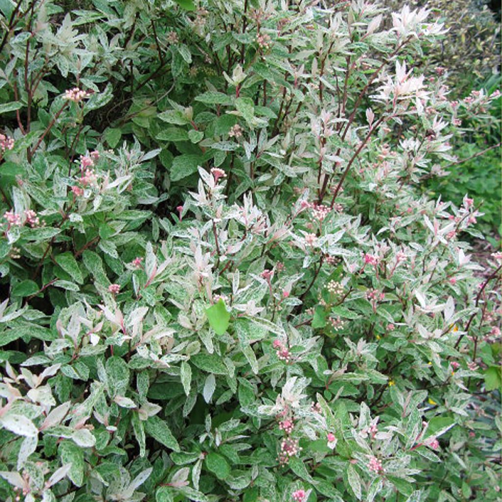 Spierstrauch Pink Ice - Spiraea vanhouttei