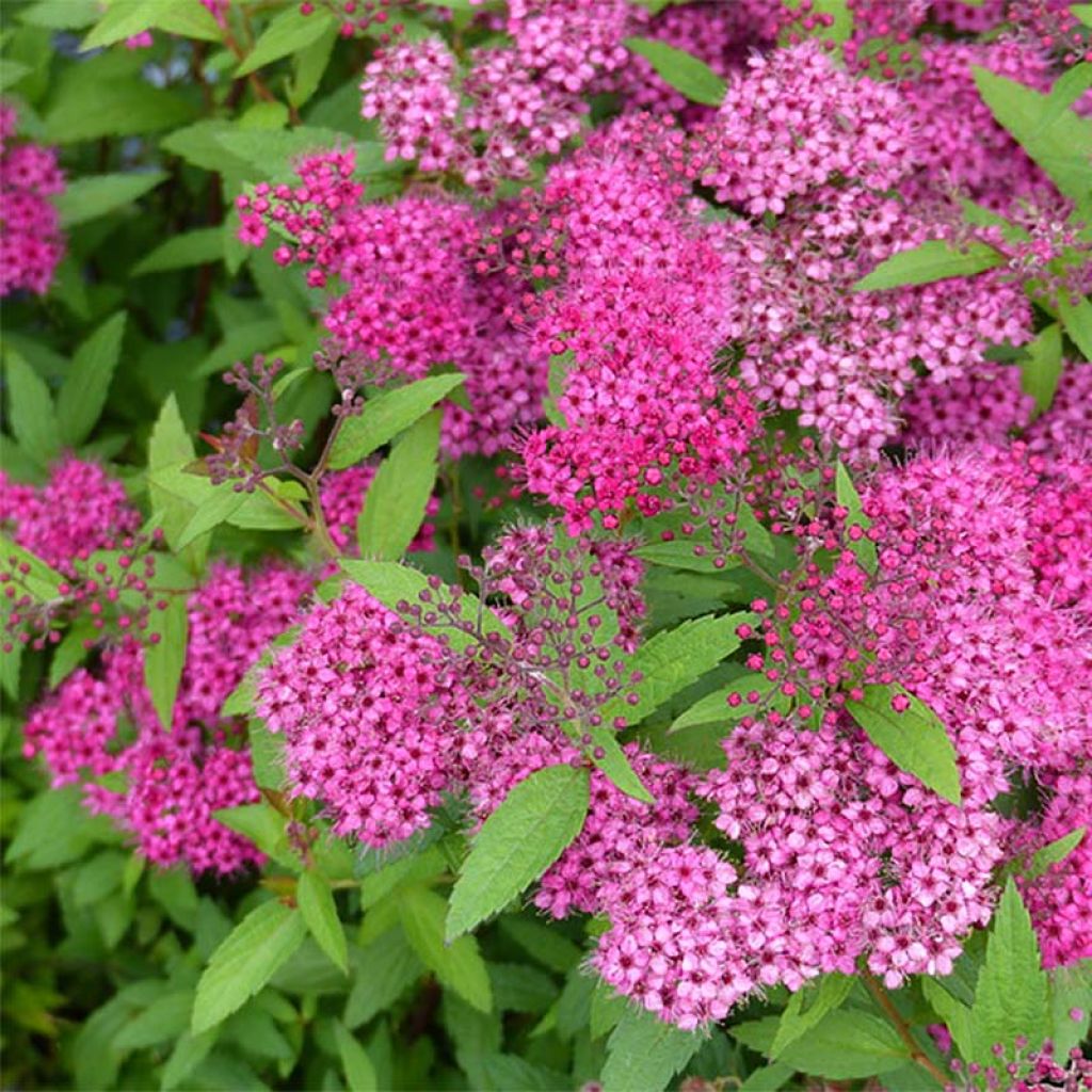 Rote Sommerspiere Anthony Waterer - Spiraea japonica