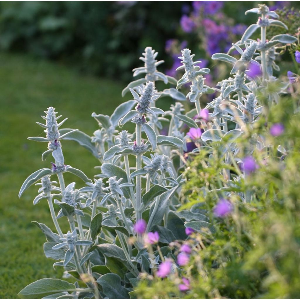 Woll-Ziest - Stachys byzantina