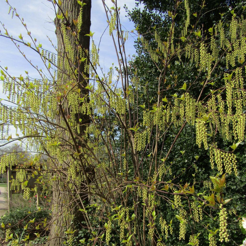 Stachyurus chinensis Celina - Perlschweif