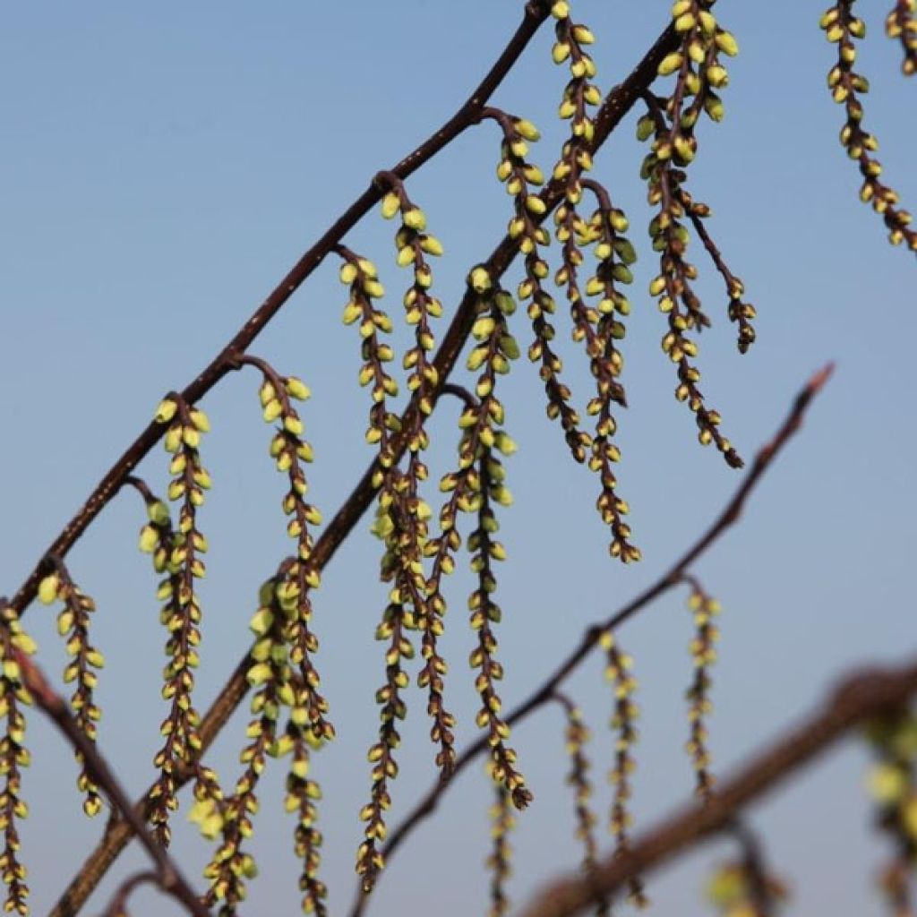 Stachyurus chinensis Celina - Perlschweif