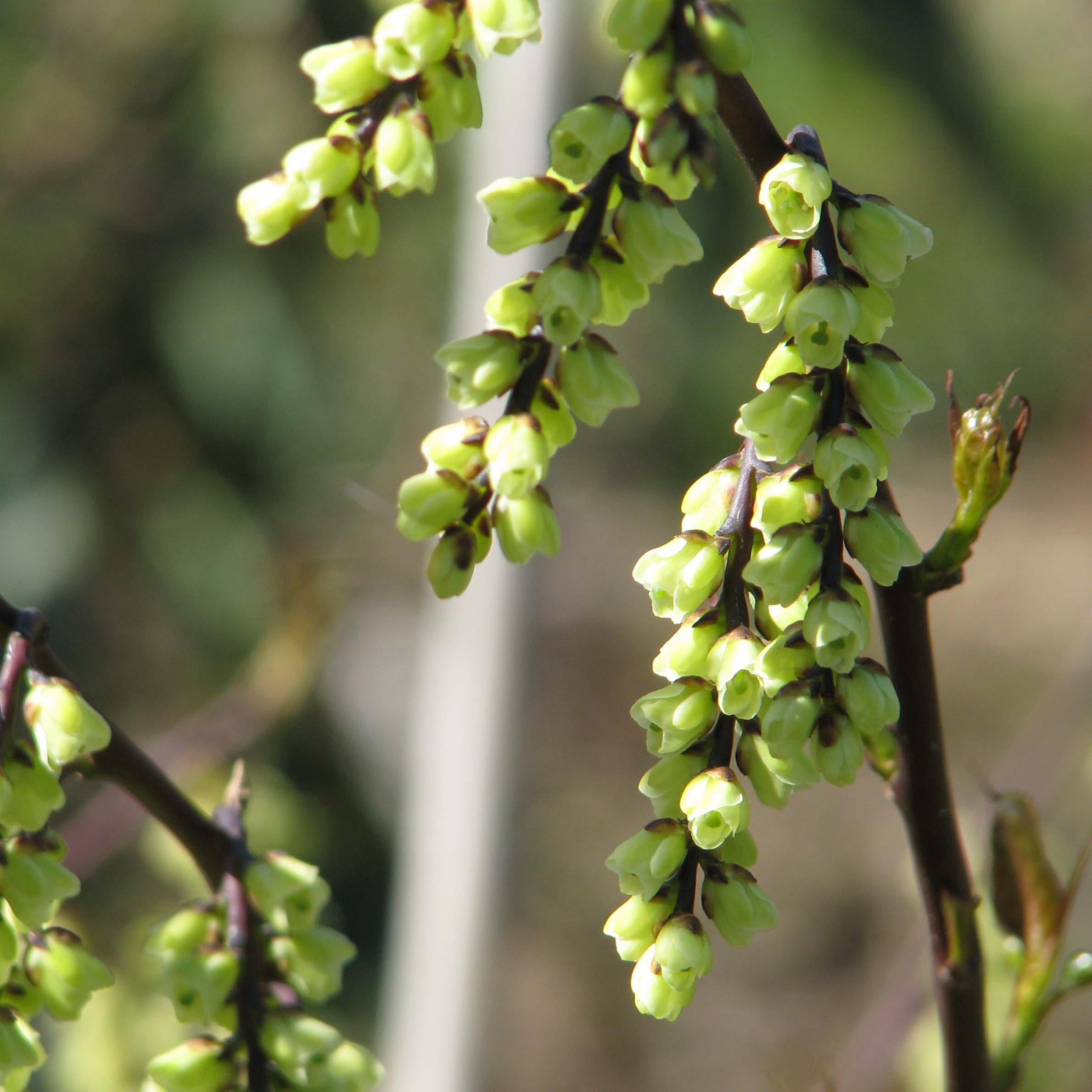 Stachyurus chinensis Celina - Perlschweif