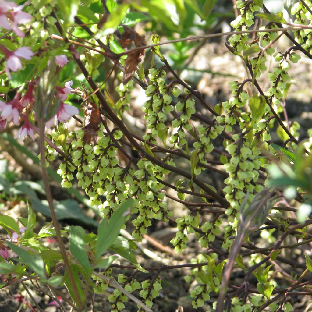 Stachyurus chinensis Celina - Perlschweif