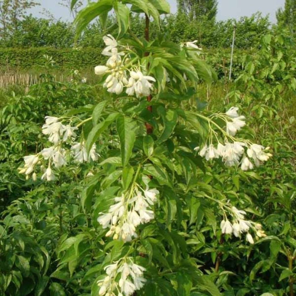 Staphylea colchica - Pimpernuss