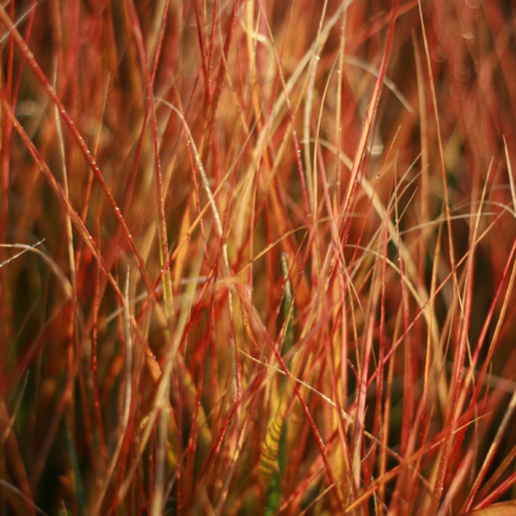 Stipa arundinacea - Federgras