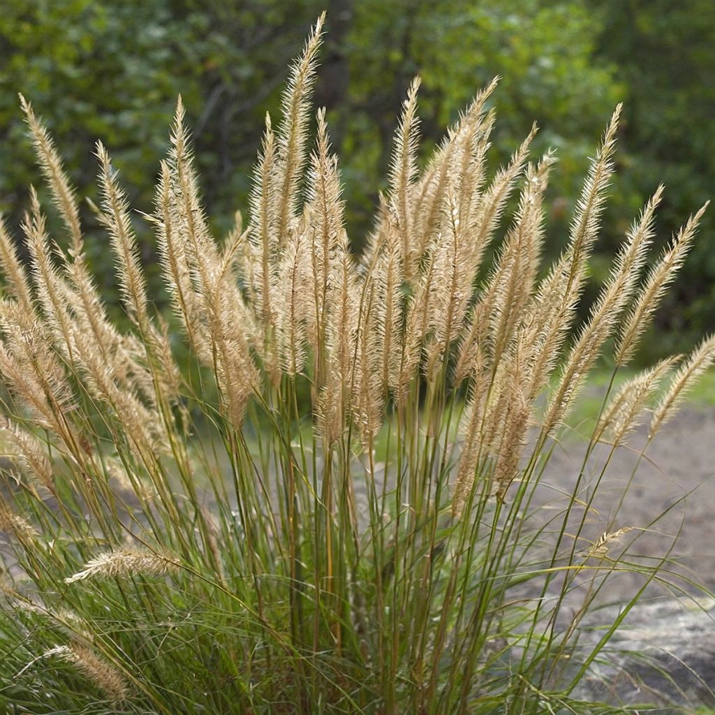 Stipa calamagrostis Allgäu - Federgras