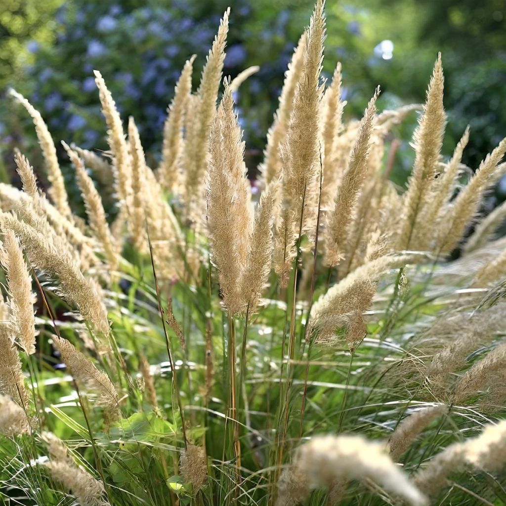 Stipa calamagrostis Allgäu - Federgras