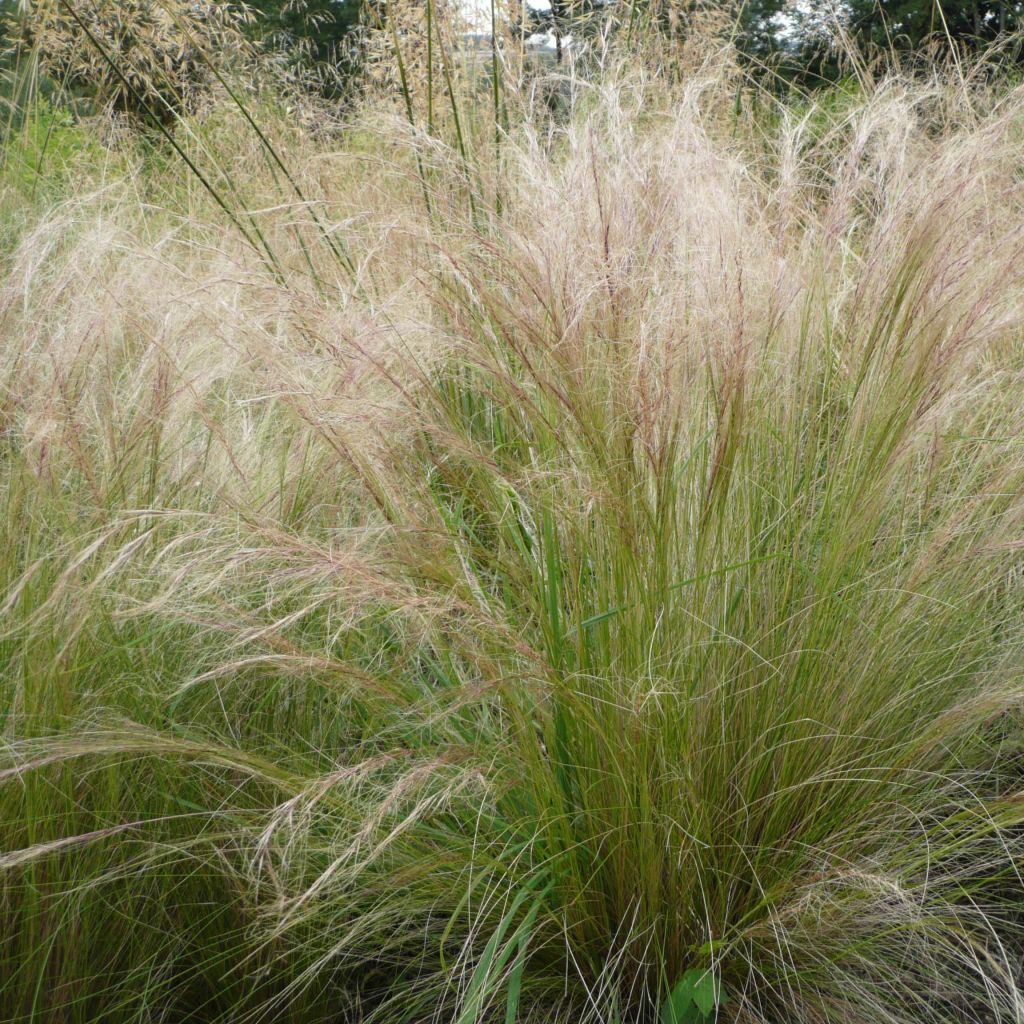 Stipa tenuifolia - Dünnblättriges Federgras