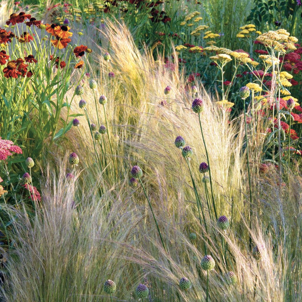 Stipa tenuifolia - Dünnblättriges Federgras