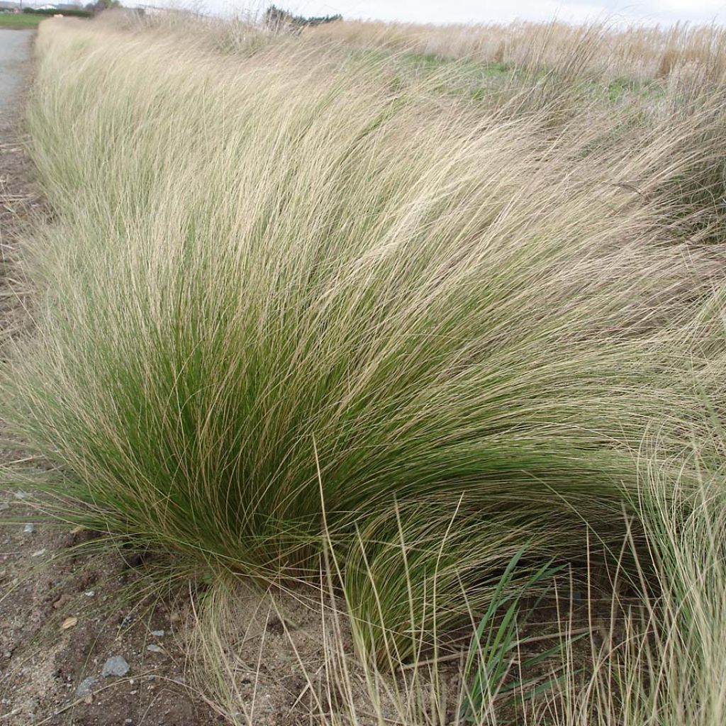 Stipa tenuifolia - Dünnblättriges Federgras