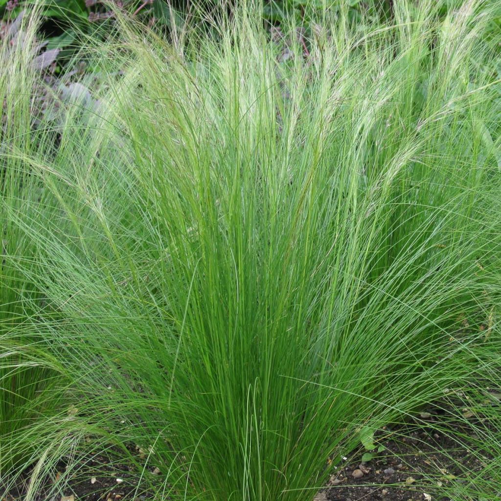 Stipa tenuifolia - Dünnblättriges Federgras