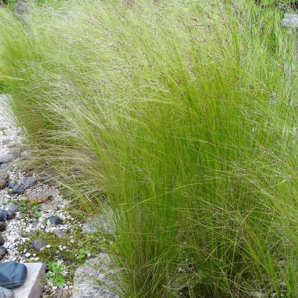 Stipa tenuifolia - Dünnblättriges Federgras