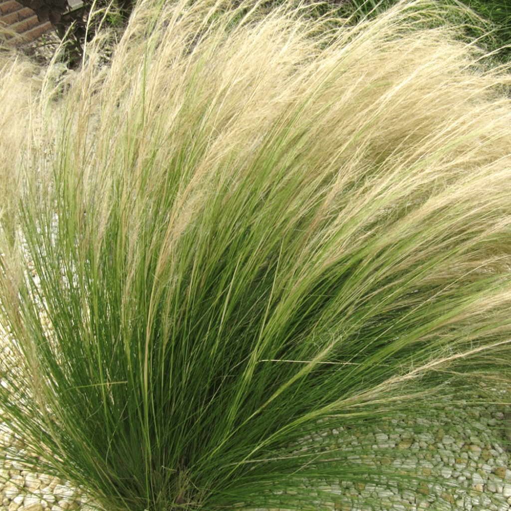 Graines de Stipa tenuissima Pony Tails - Cheveux d'Ange