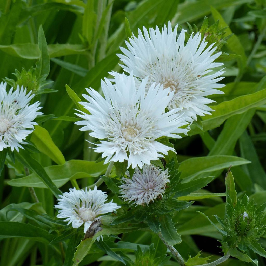 Stokesia laevis Traumerei - Kornblumenaster