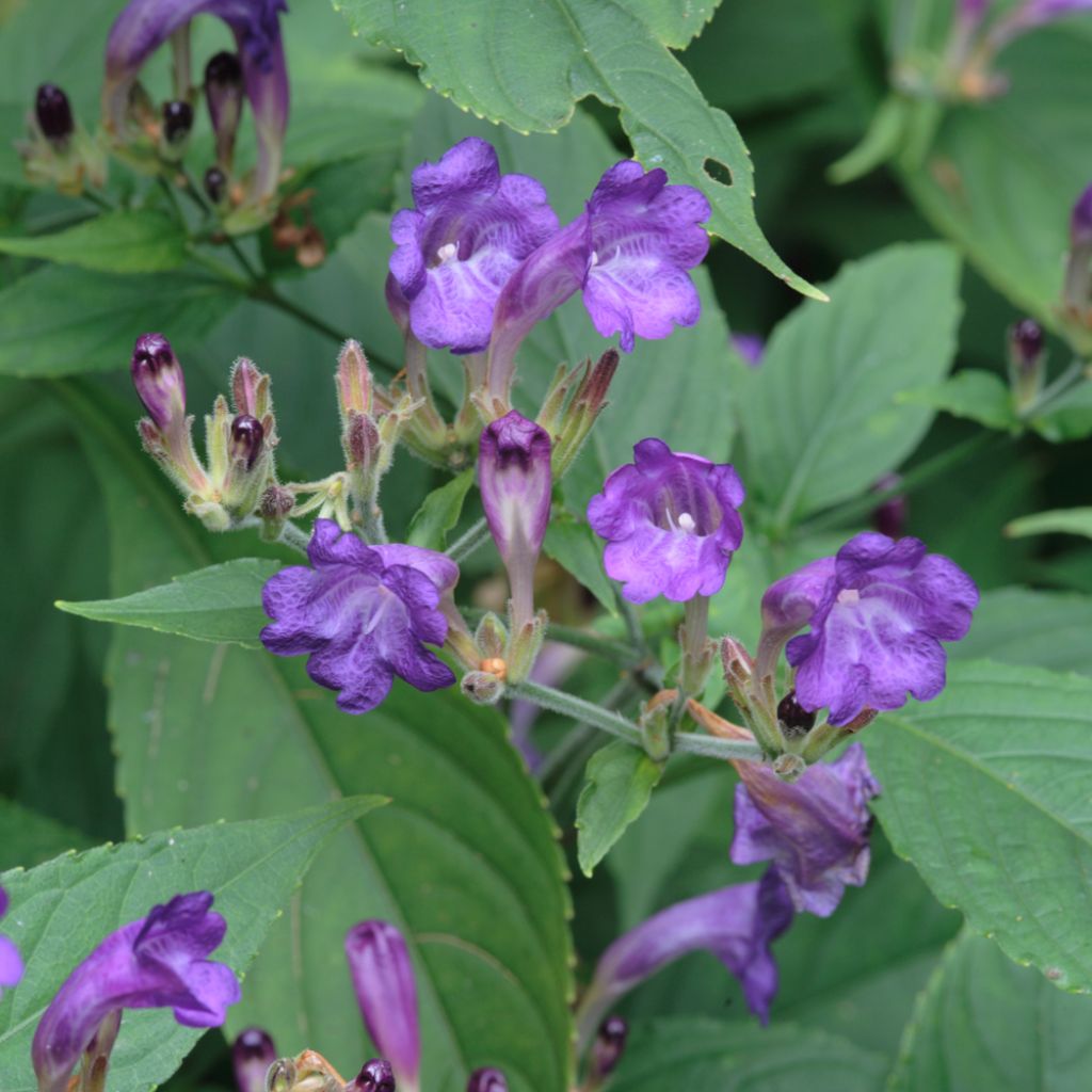 Strobilanthes penstemonoides - Zapfenblume