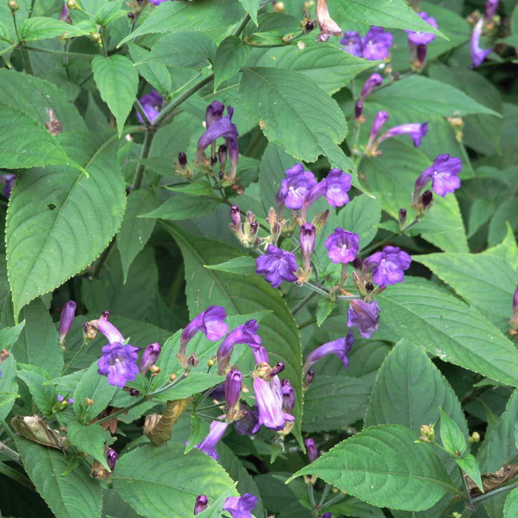 Strobilanthes penstemonoides - Zapfenblume