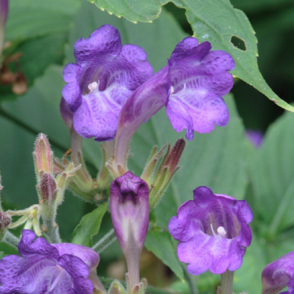 Strobilanthes penstemonoides - Zapfenblume