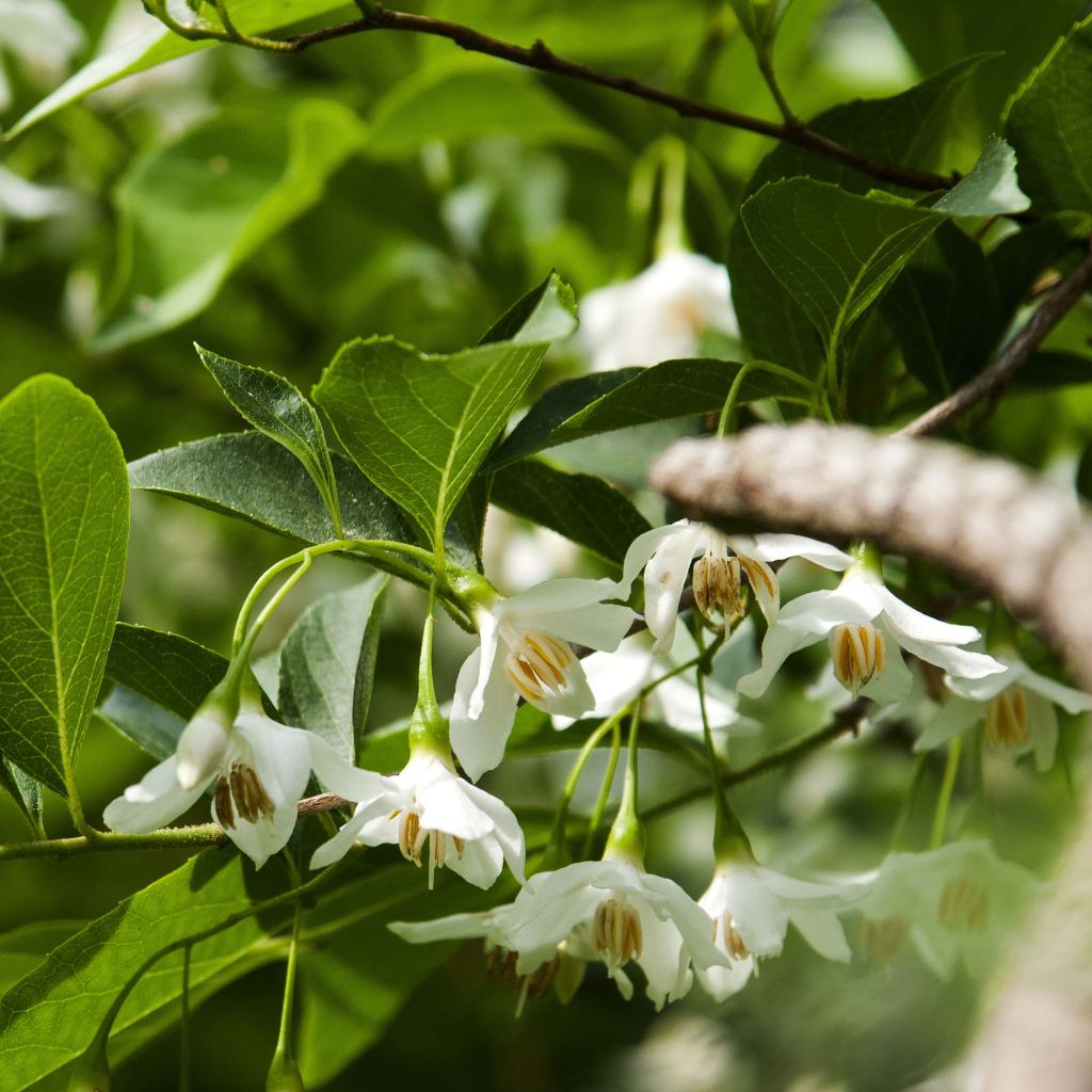 Japanische Storaxbaum - Styrax japonica