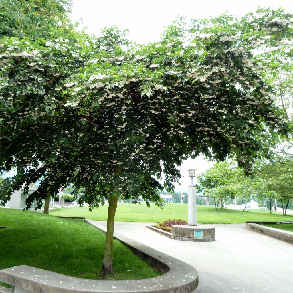 Japanische Storaxbaum - Styrax japonica