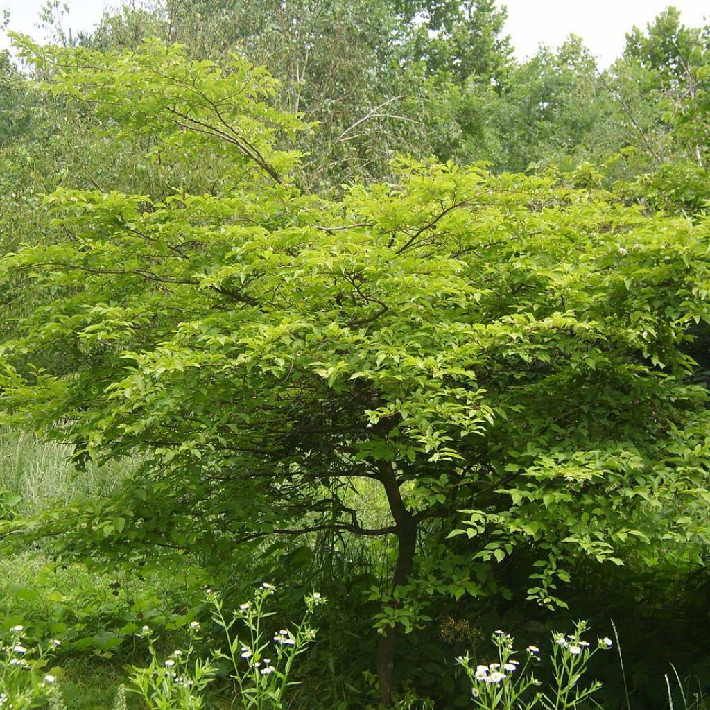 Japanische Storaxbaum - Styrax japonica