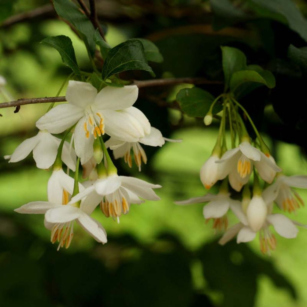 Japanische Storaxbaum - Styrax japonica