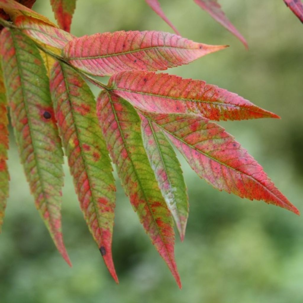 Rhus typhina - Essigbaum