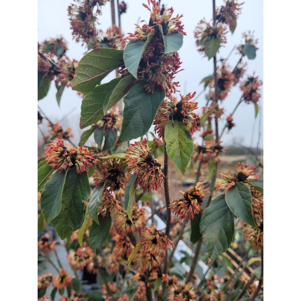 Strauch-Eisenholzbaum Autunno Rosso - Sycoparrotia semidecidua