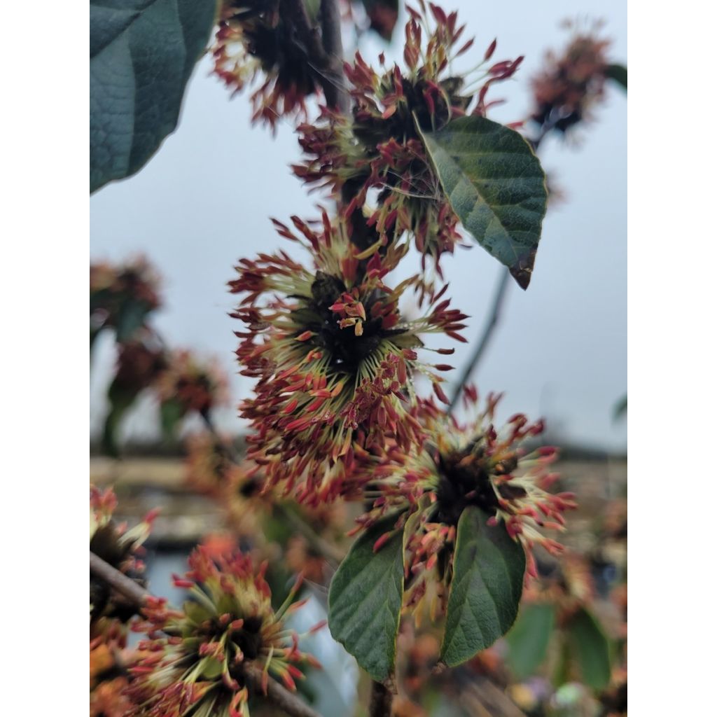 Strauch-Eisenholzbaum Autunno Rosso - Sycoparrotia semidecidua