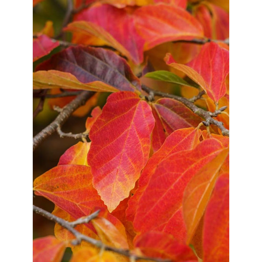 Strauch-Eisenholzbaum Purple Haze - Sycoparrotia semidecidua