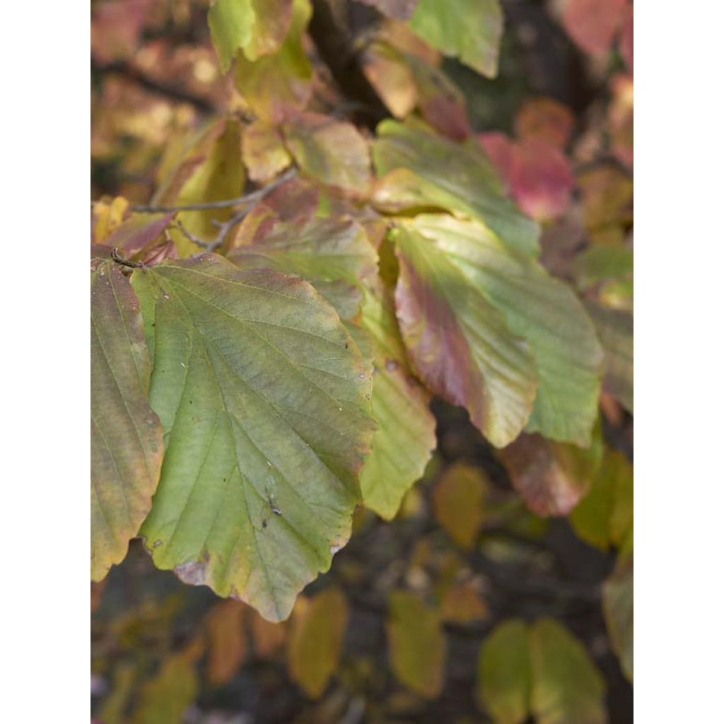 Strauch-Eisenholzbaum Purple Haze - Sycoparrotia semidecidua