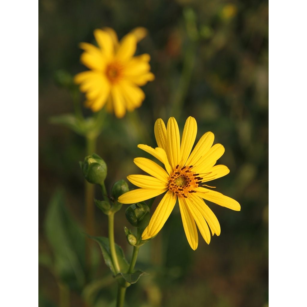 Silphium laciniatum - Kompaßpflanze