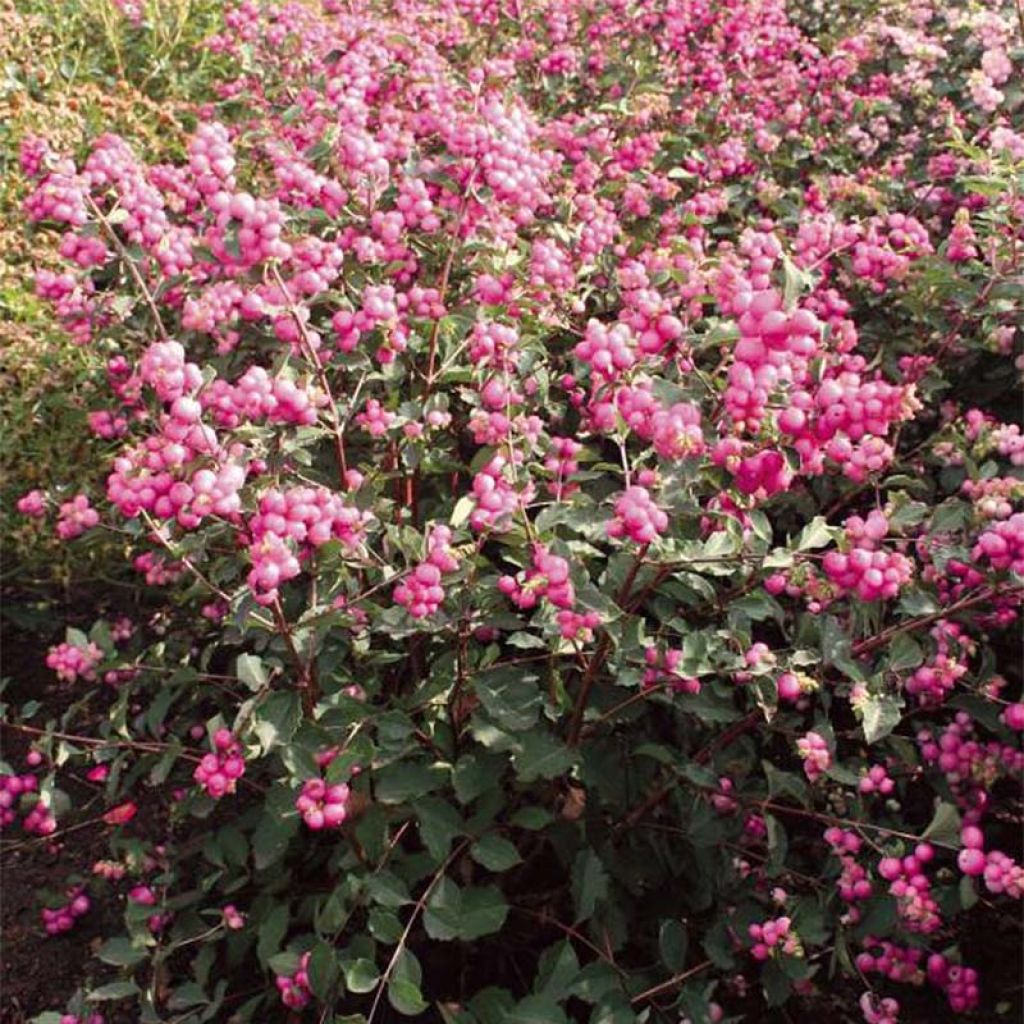 Symphorine, Symphoricarpos doorenbosii  Magical Candy